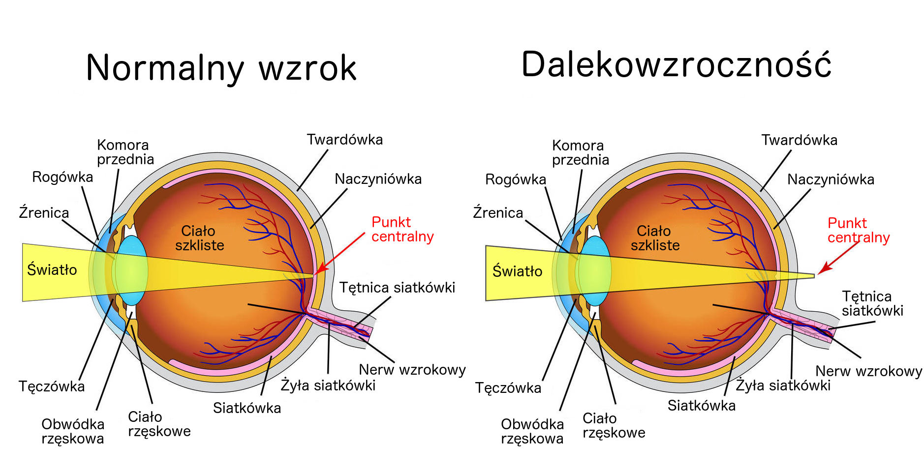 Promienie świetlne Przedostają Się Do Oka Przez jogaoczu.pl === Ćwiczenia na dalekowzroczność